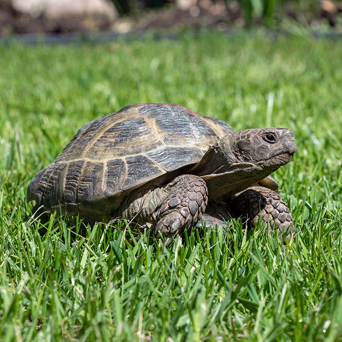 Tortoise Worm Count Kit - Feclab Laboratories